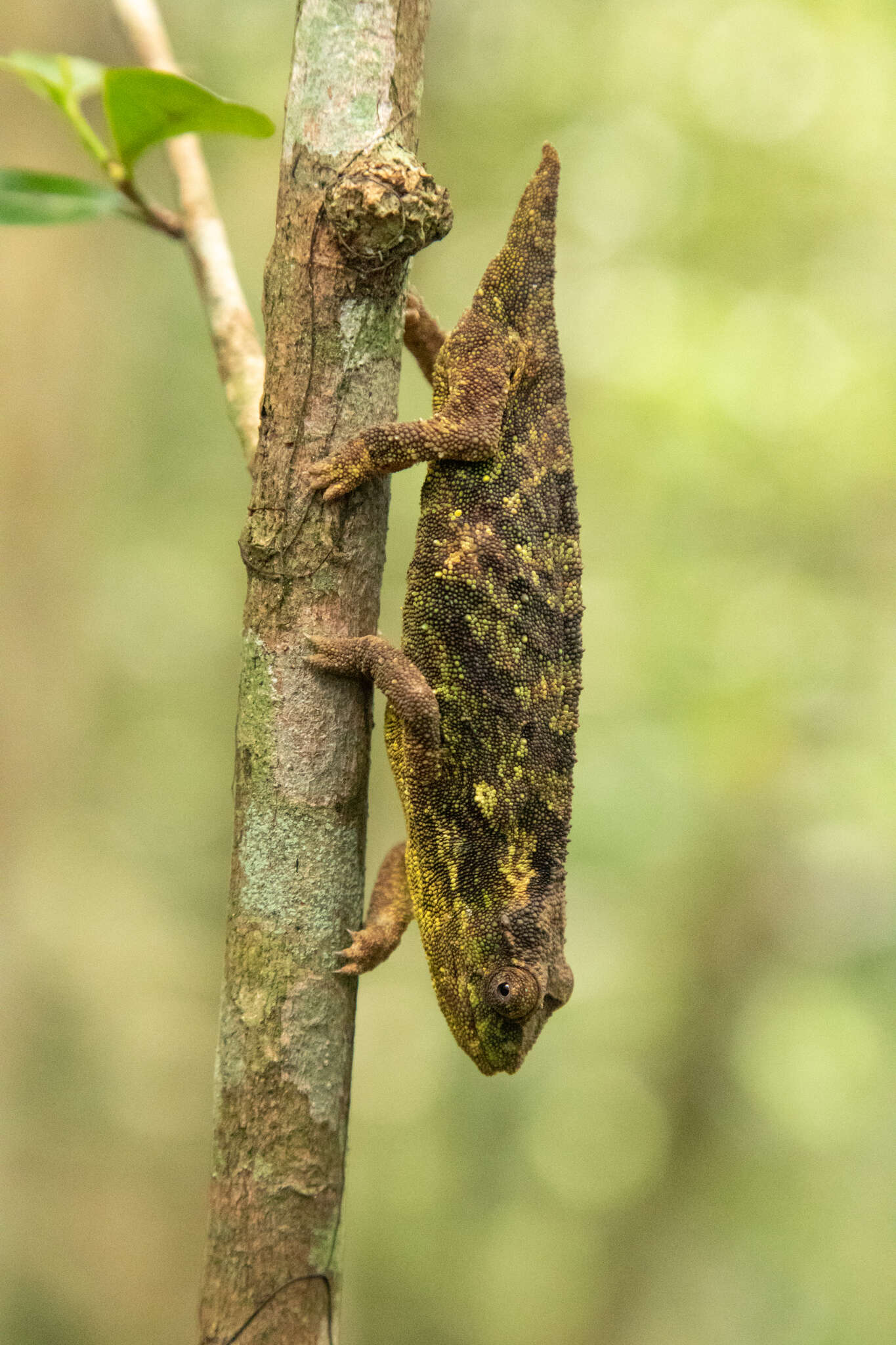 Image of Malawi Stumptail Chameleon