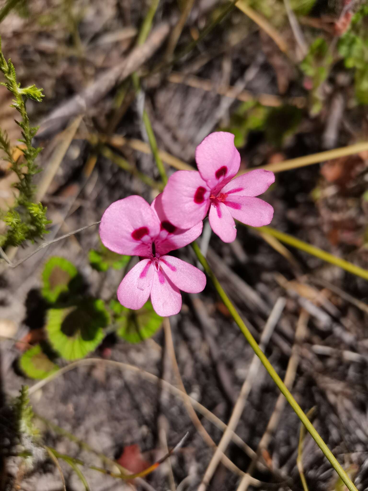 Image of Pelargonium alpinum Eckl. & Zeyh.