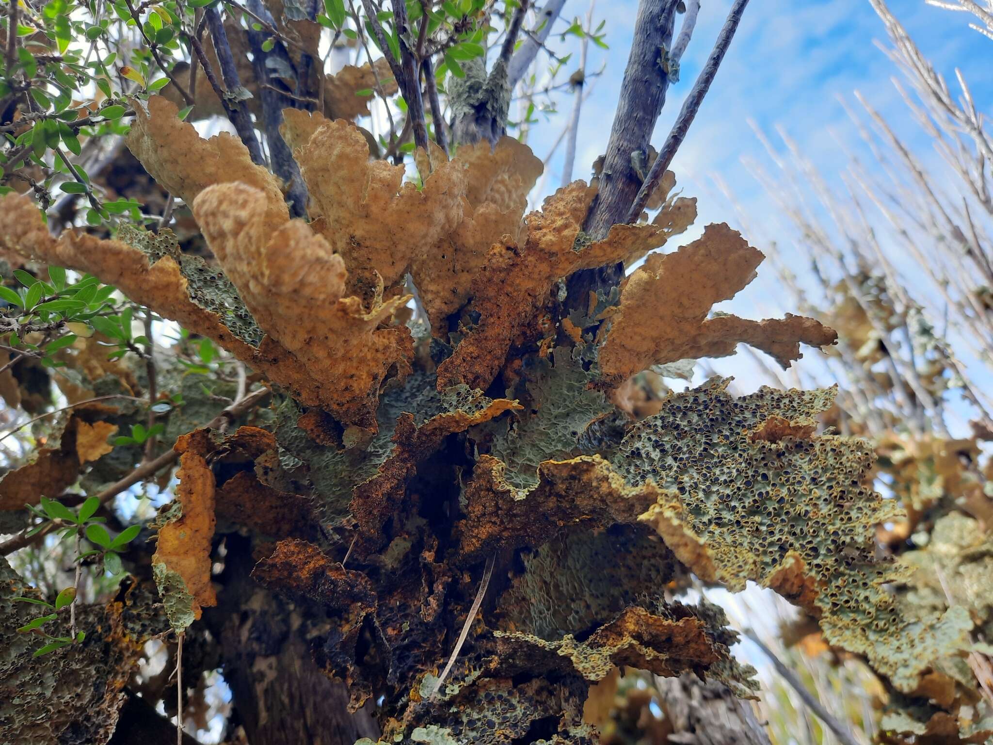 Image of Yarrumia coronata