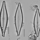 Image of Navicula trivialis