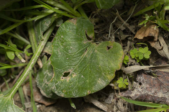 Image of Ficaria verna subsp. chrysocephala (P. D. Sell) Stace