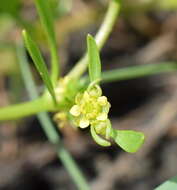 Imagem de Ranunculus lateriflorus DC.