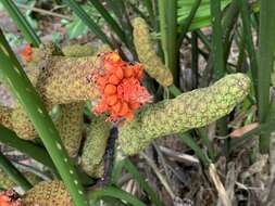 Image of Panama Hat Plant