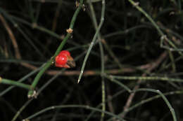 Image of Ephedra triandra Tul.