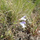 Image of Salvia granitica Hochst.