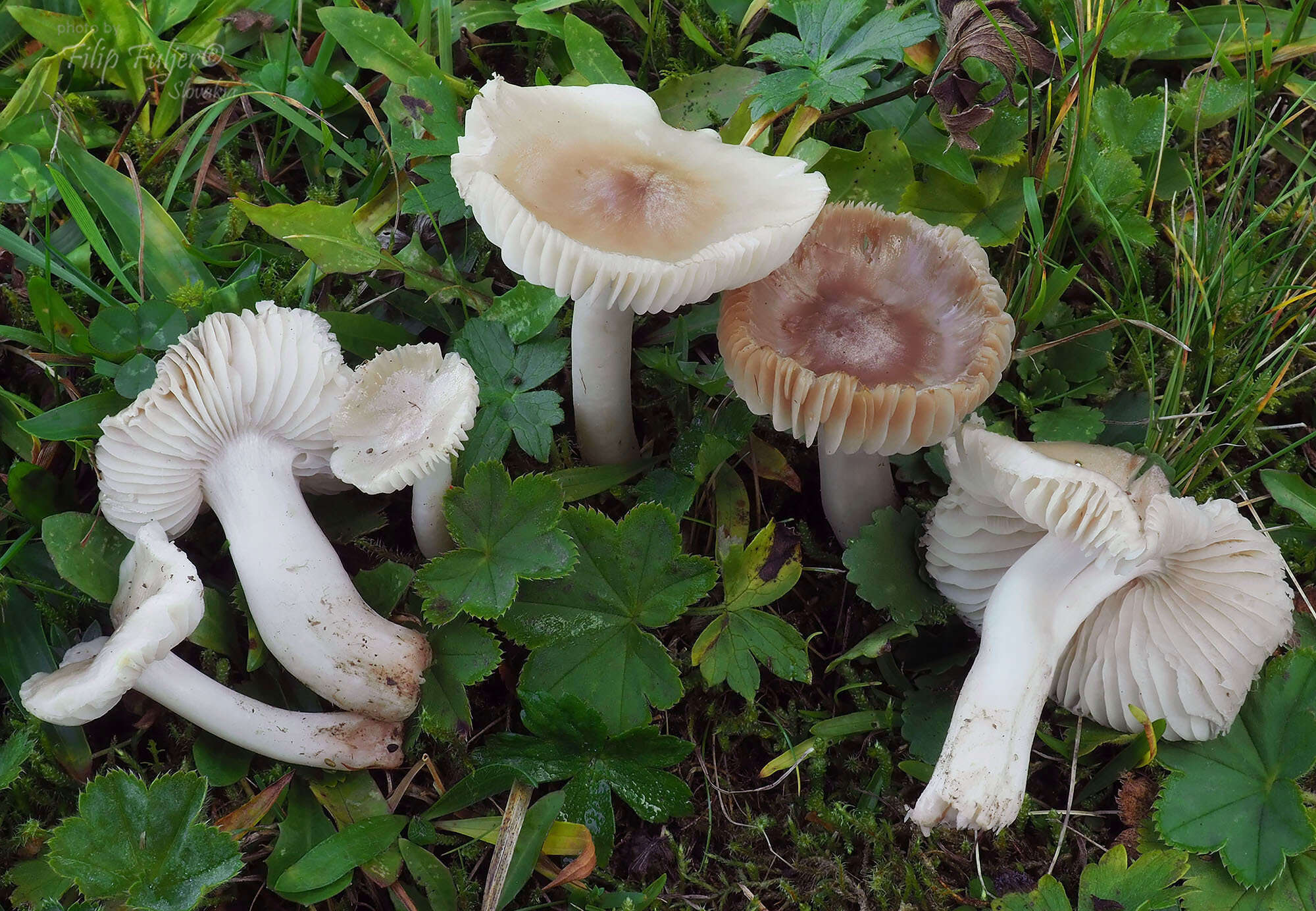 Image de Cuphophyllus fornicatus (Fr.) Lodge, Padamsee & Vizzini 2013