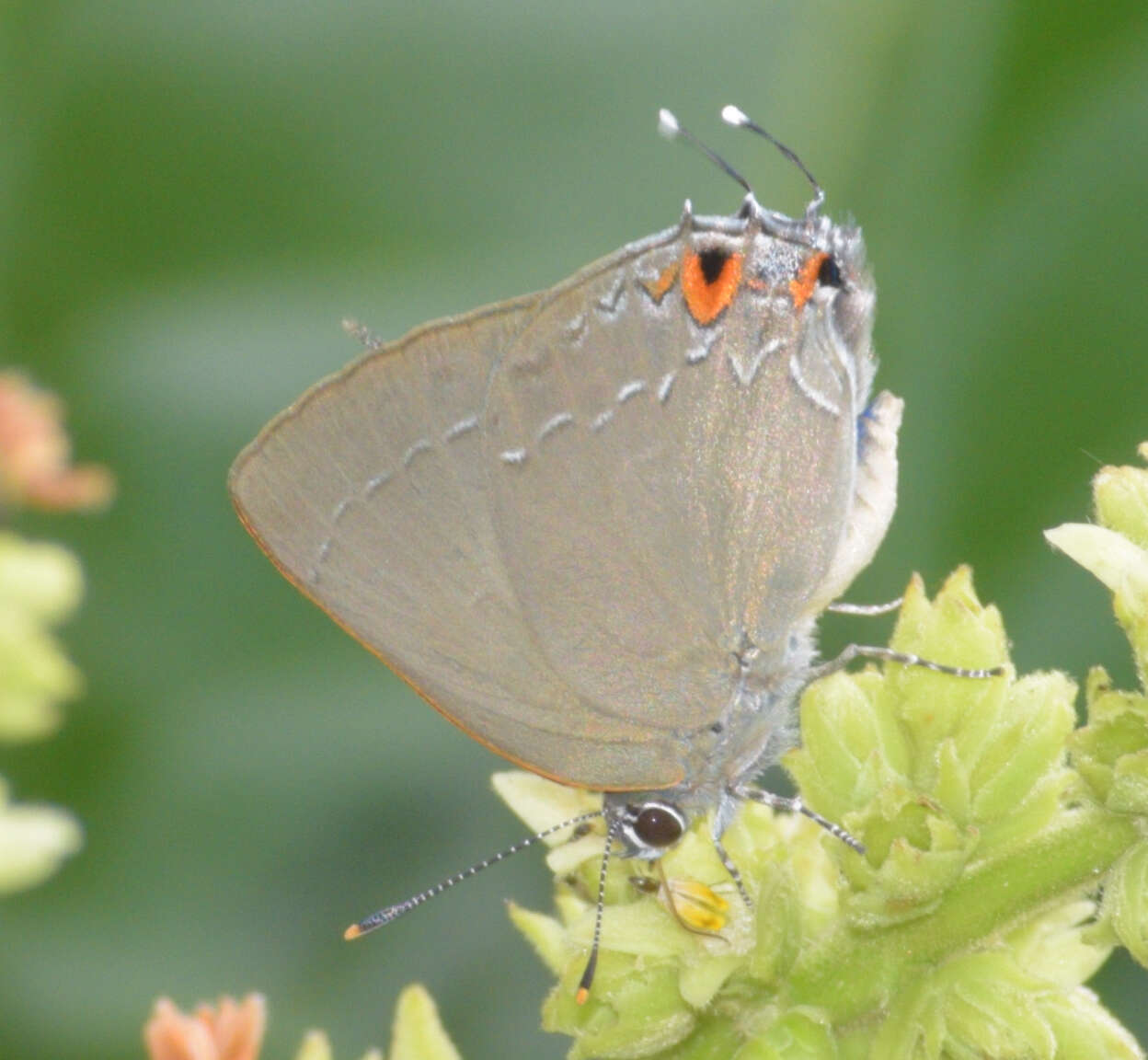 Image of Gargina thoria