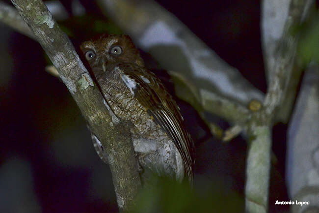 Image of Guatemalan Screech-owl