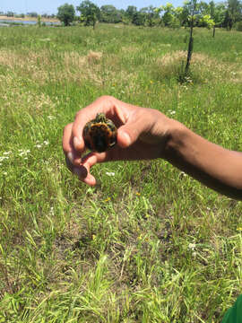 Image of American Red-bellied Turtle