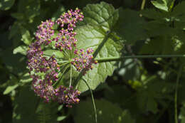 Image de Chaerophyllum roseum M. Bieb.