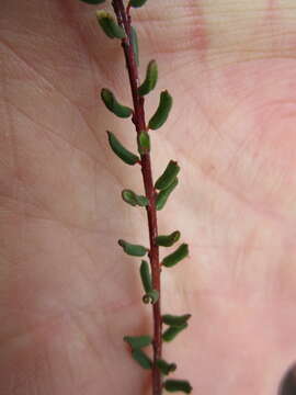 Image of Adenandra mundiifolia Eckl. & Zeyh.