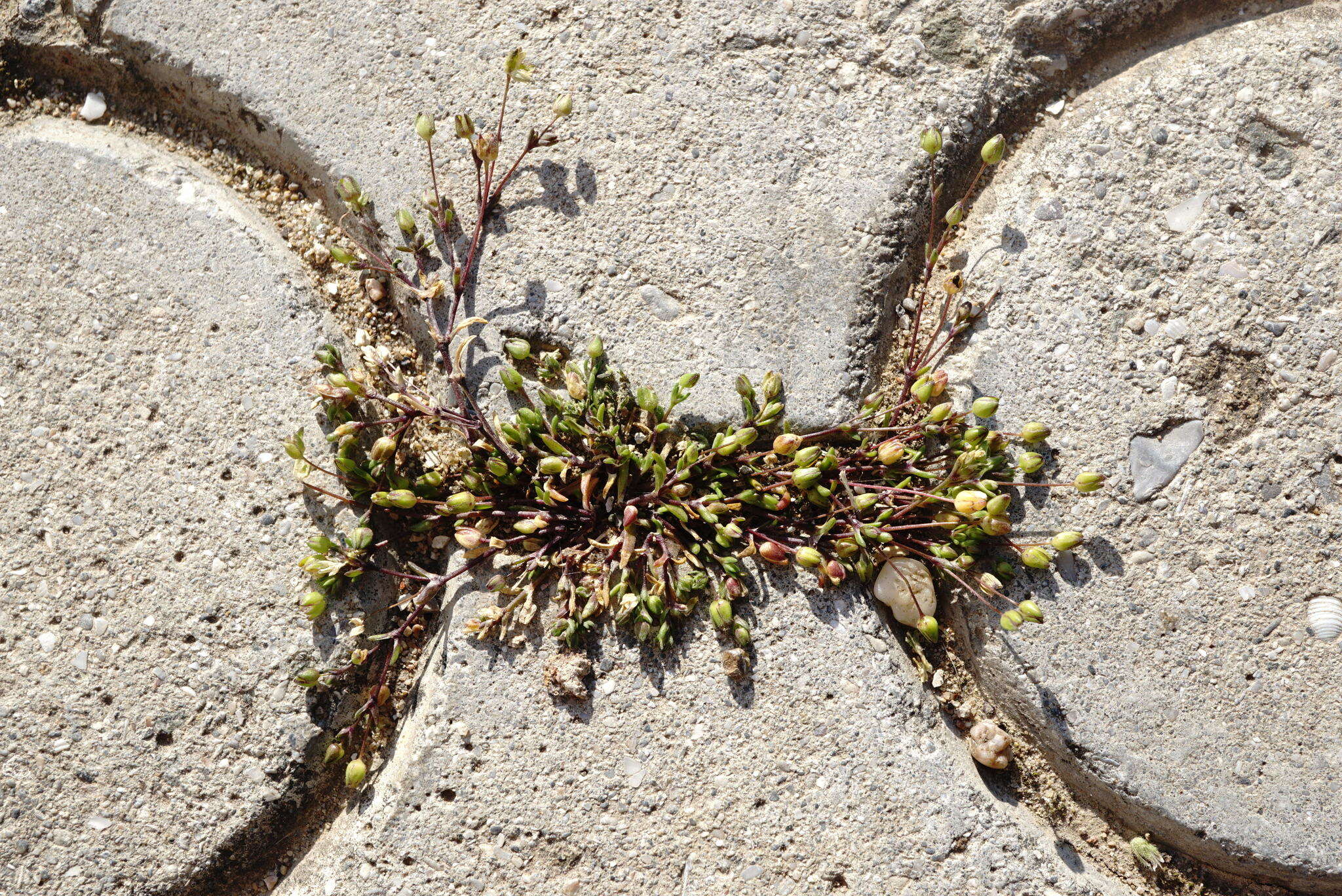 Image of sea pearlwort