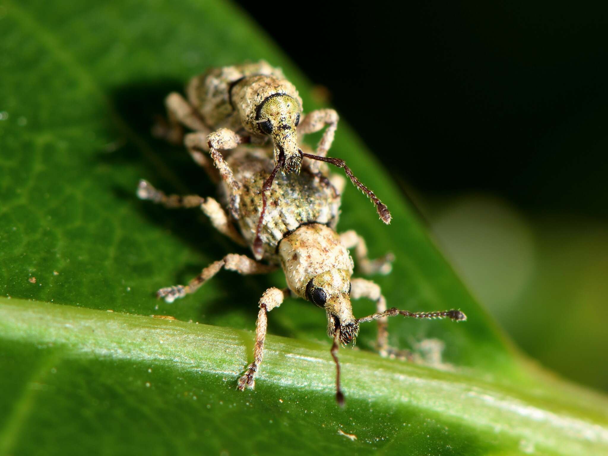 Image of Brachyolus punctatus White 1846