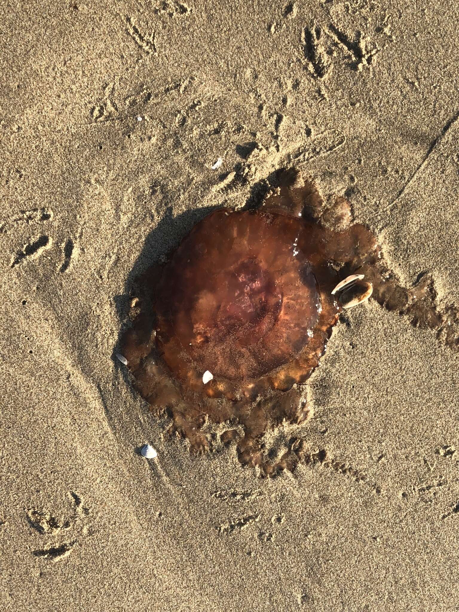 Image of sea nettle