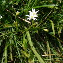 Image of Stellaria anagalloides C. A. Mey. ex Rupr.