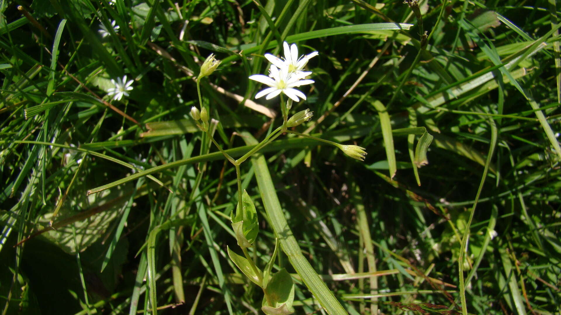 Image of Stellaria anagalloides C. A. Mey. ex Rupr.