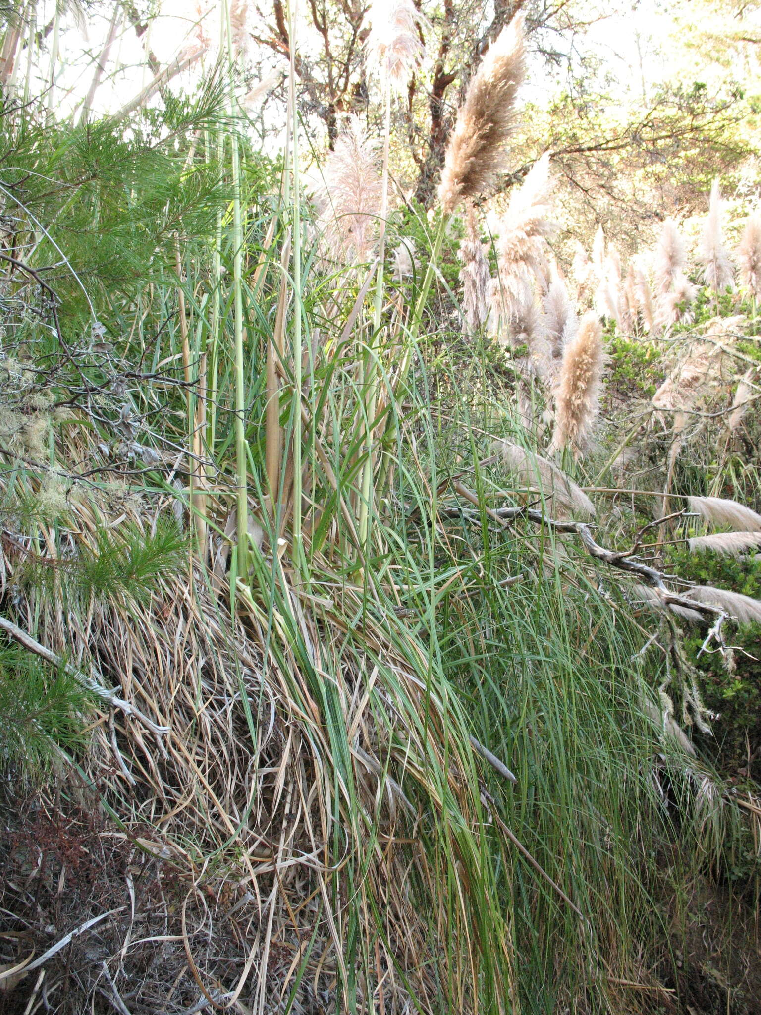 Image of purple pampas grass