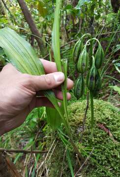 Image of Phaius pulchellus Kraenzl.