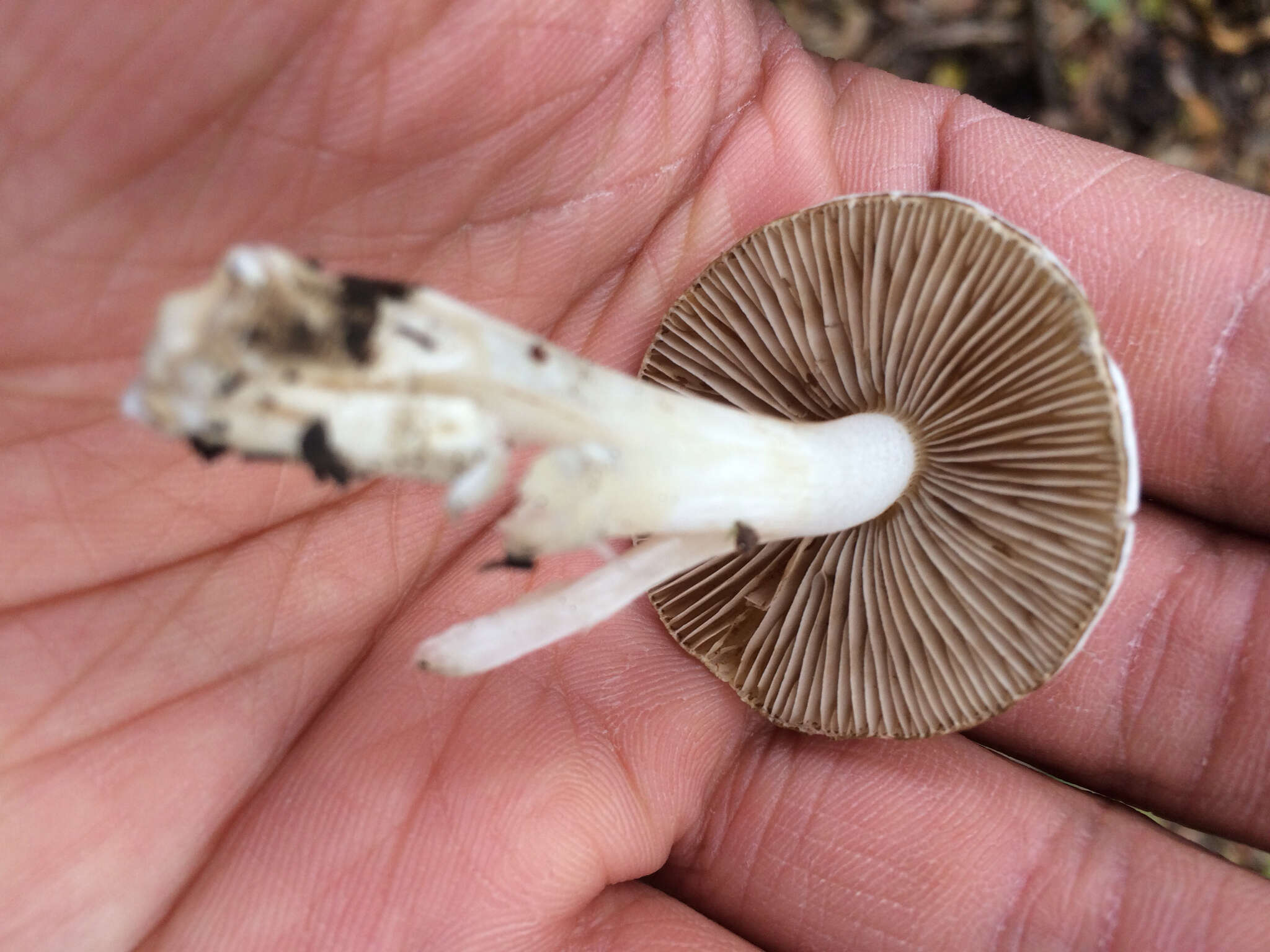 Image of Inocybe insinuata Kauffman 1924