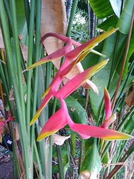 Image of Heliconia rauliniana Barreiros