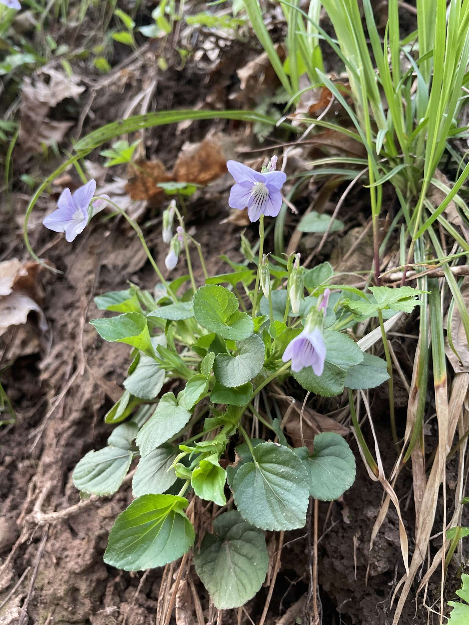 Слика од Viola brauniae Grover ex T. S. Cooperrider