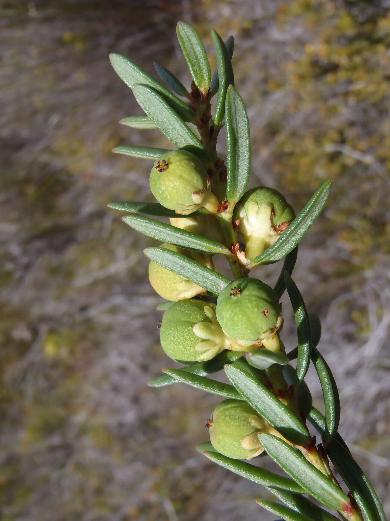 Image of Clutia polygonoides L.