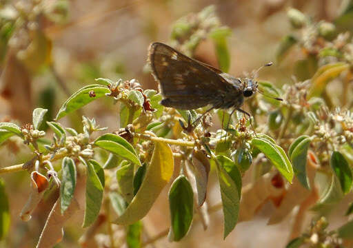 Atalopedes campestris Boisduval 1852 resmi