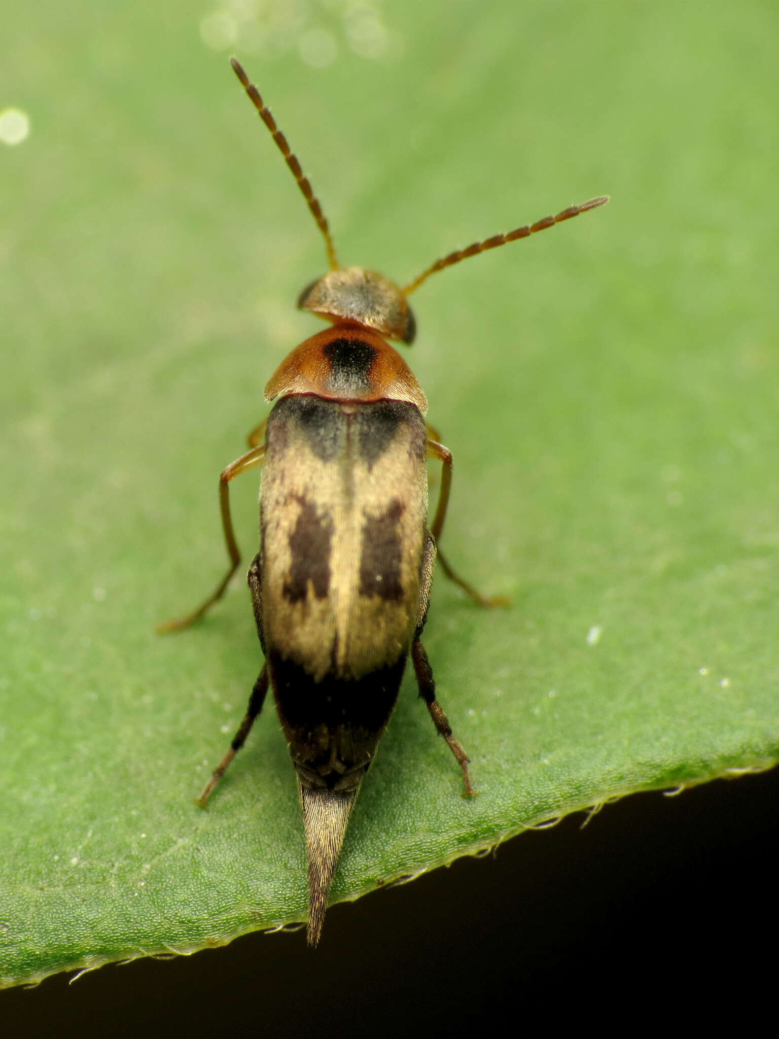 Image of Falsomordellistena hebraica (Le Conte 1862)