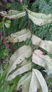 Cyrtomium macrophyllum (Mak.) Tag. resmi