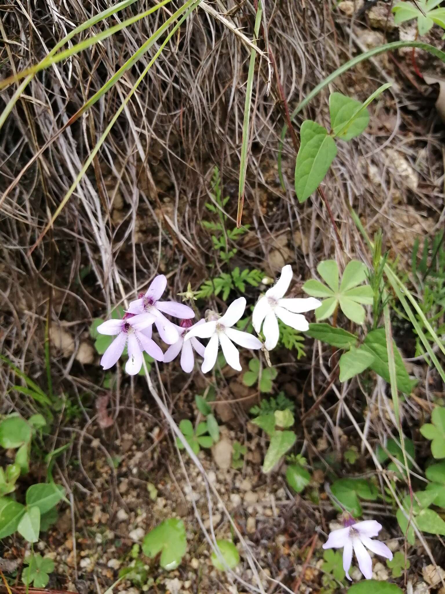 Image of Pinguicula parvifolia Robinson