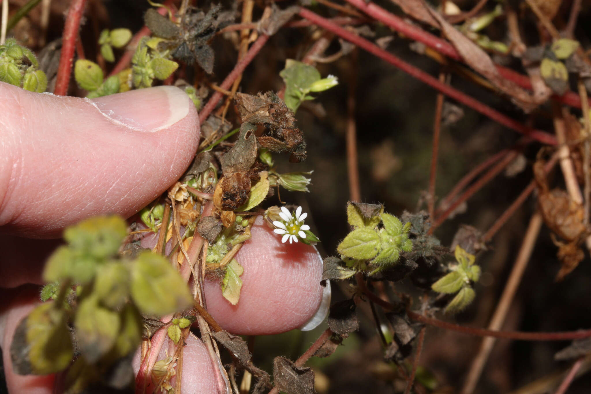 Image of Drymaria paposana Phil.