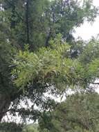 Image of Quercus crassipes Bonpl.