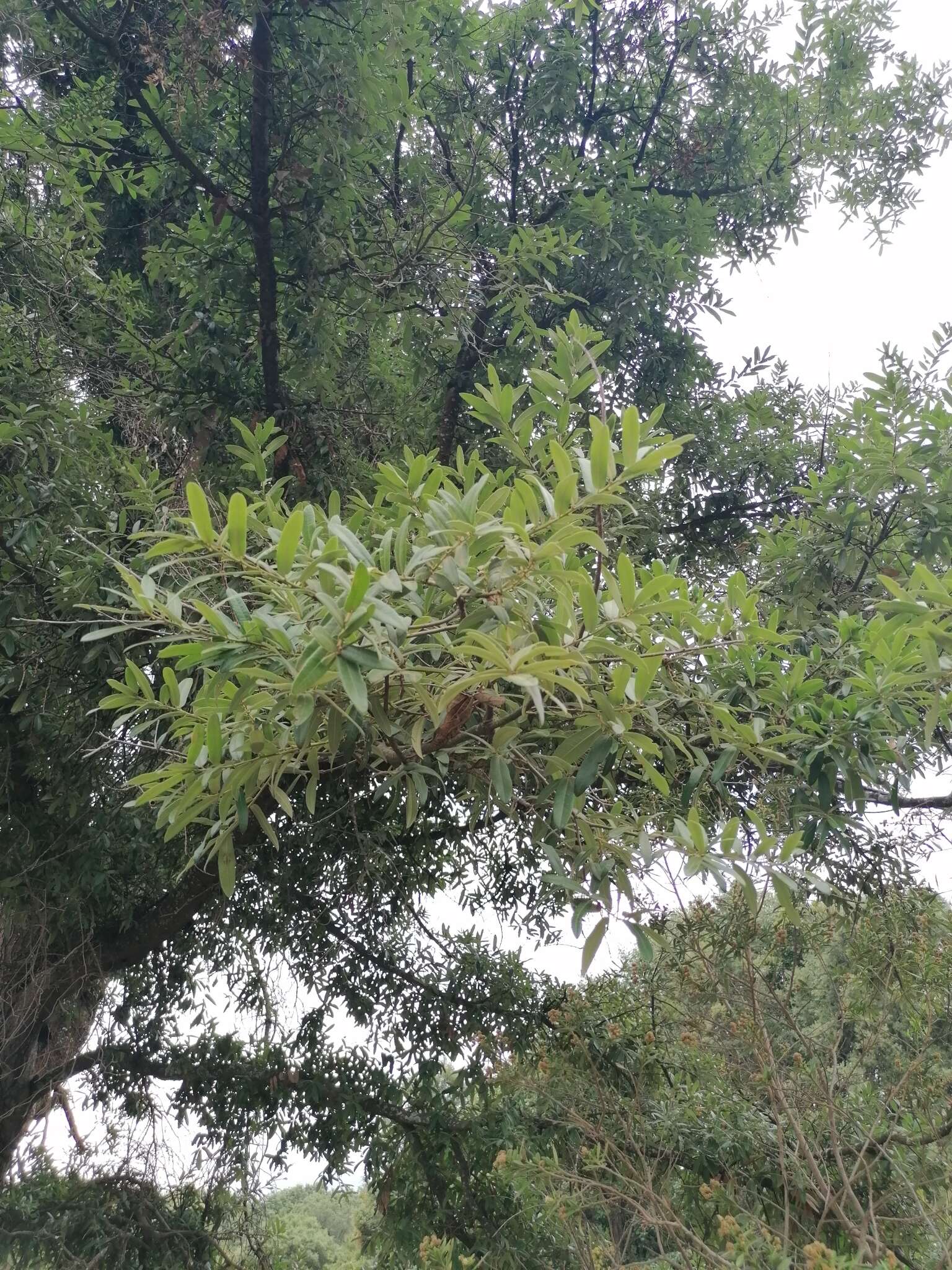 Image of Quercus crassipes Bonpl.