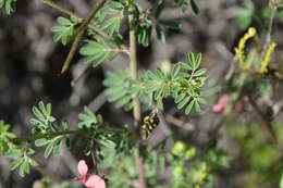 Слика од Indigofera microcarpa Desv.