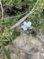 Image of Philotheca obovalis (A. Cunn.) Paul G. Wilson