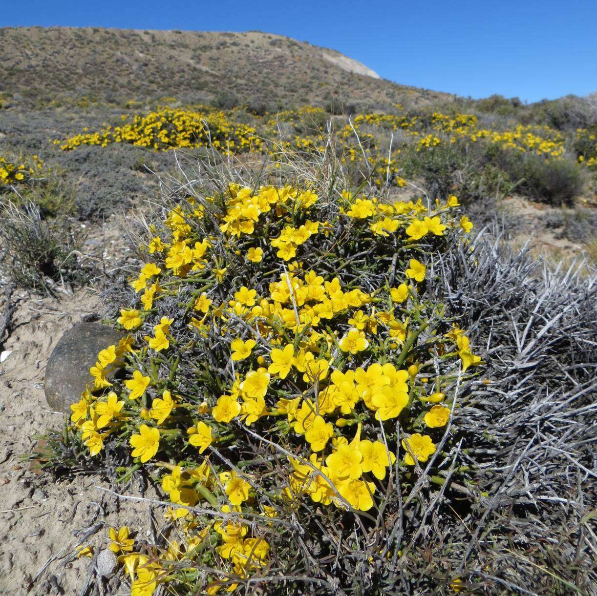 Image of Menodora robusta (Benth.) A. Gray