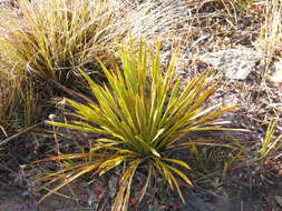 Image of Aciphylla aurea W. R. B. Oliv.