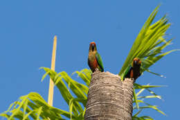 Image of Golden-capped Conure