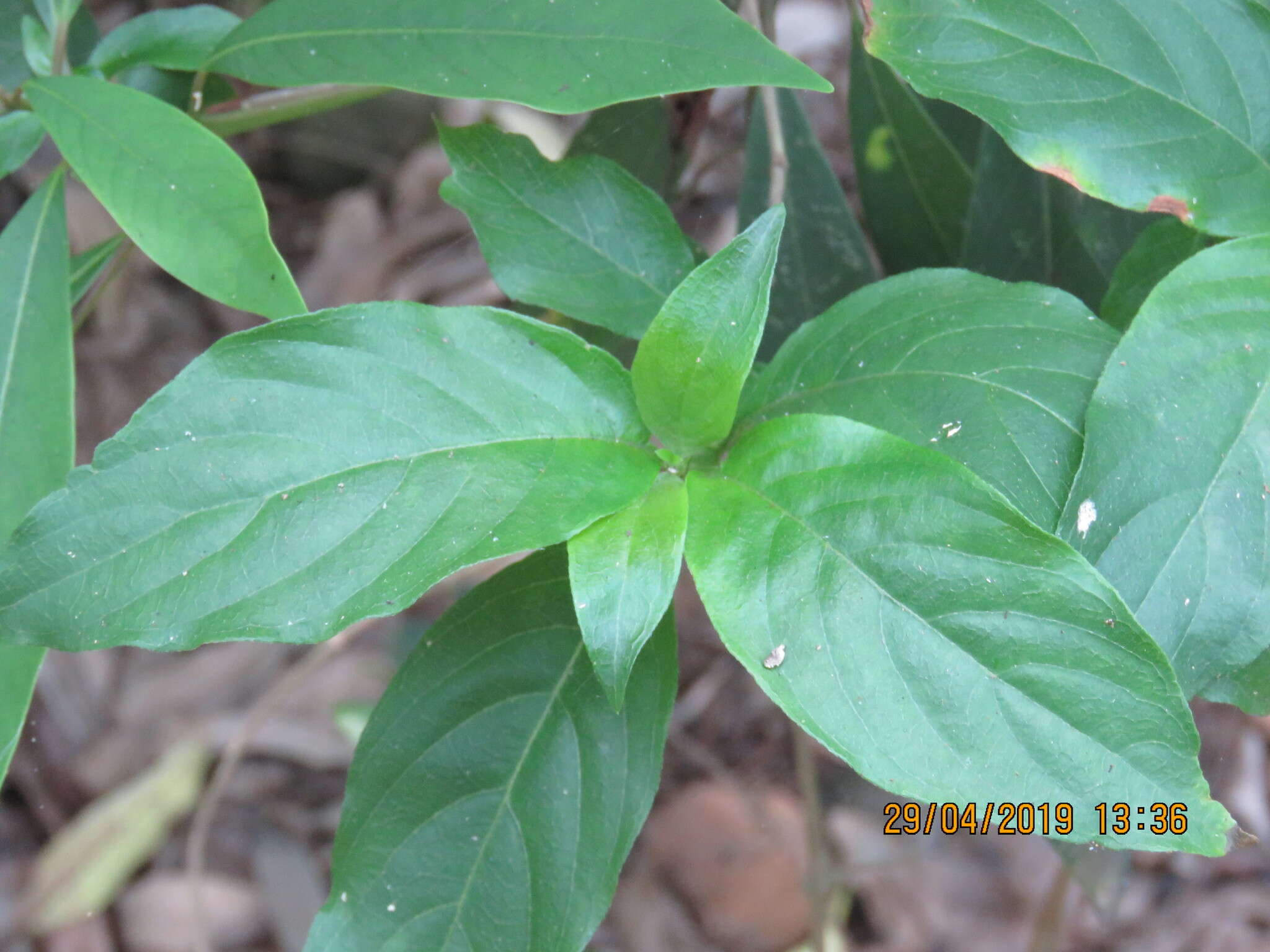 Image of Mussaenda parviflora Miq.