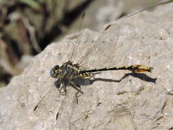 صورة Phanogomphus militaris (Hagen ex Selys 1858)