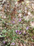 Image of Violet Mint-bush