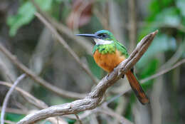 Image of Galbula ruficauda rufoviridis Cabanis 1851