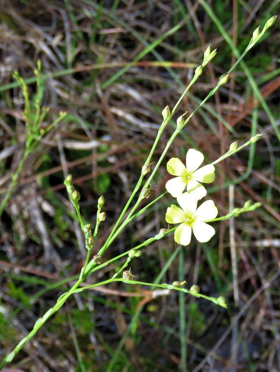 Image of Florida Yellow Flax