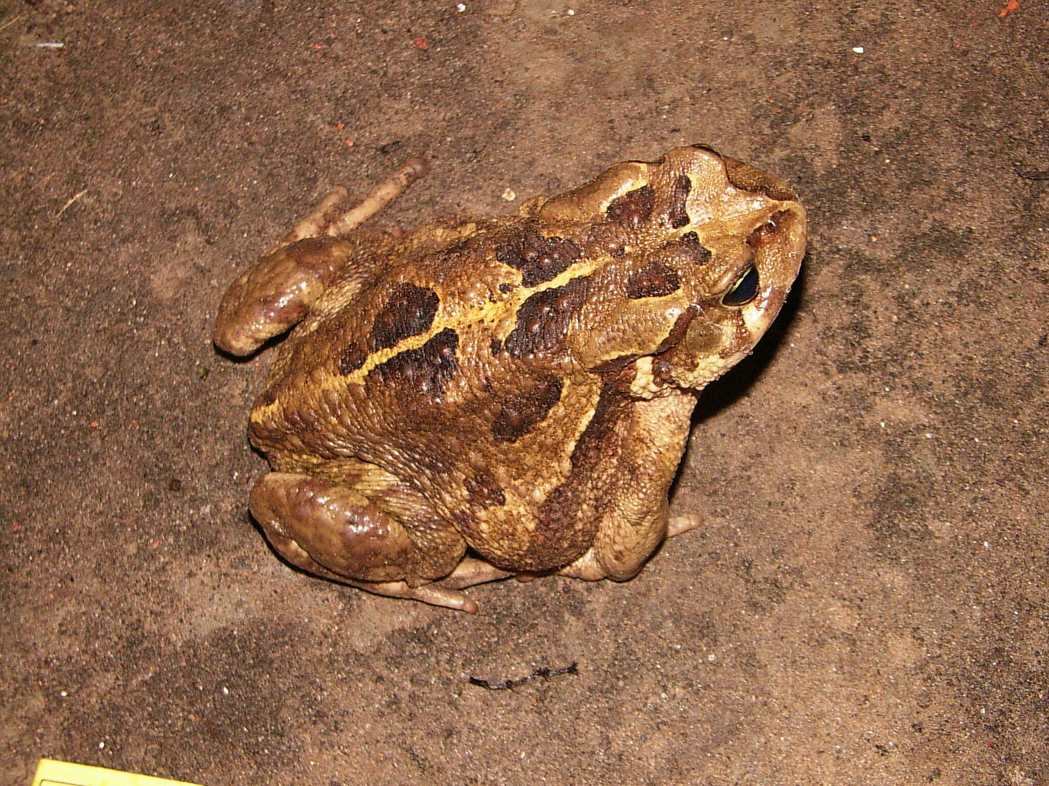 Image of Sclerophrys pardalis (Hewitt 1935)