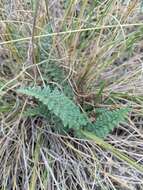 Imagem de Myriopteris scabra (C. Chr.) Grusz & Windham