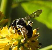 Image de Andrena aliciae Robertson 1891