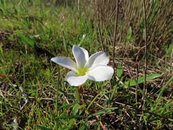 Imagem de Oxalis stictocheila Salter