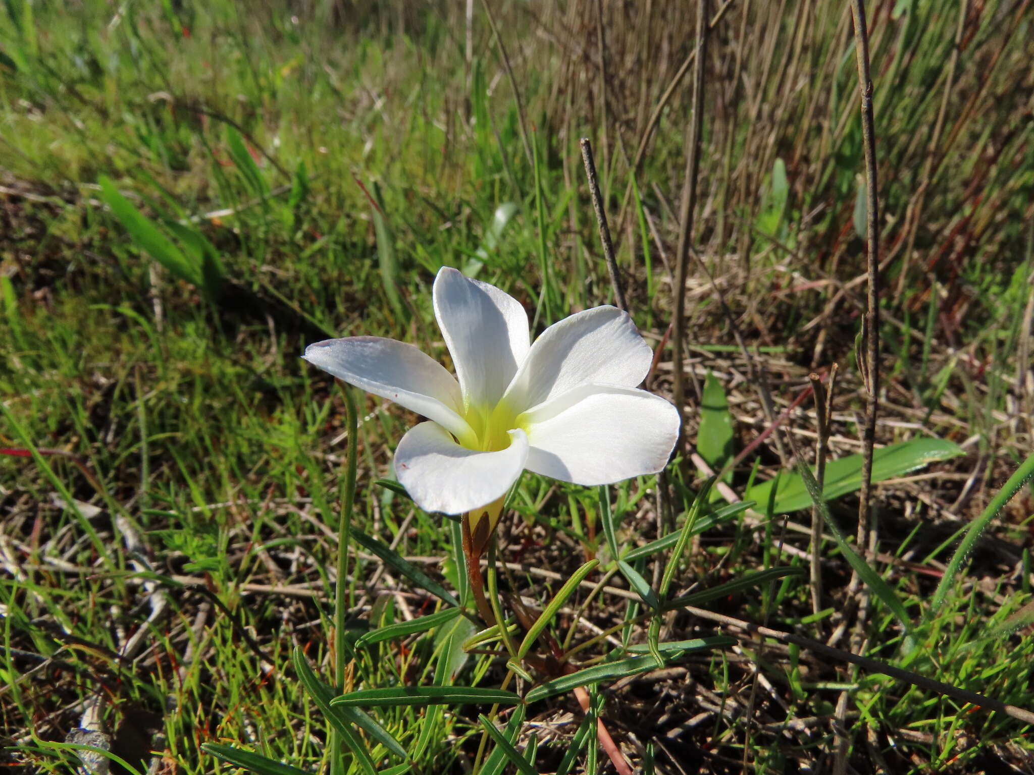 Imagem de Oxalis stictocheila Salter