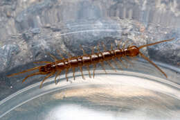 Image of Lithobius melanops Newport 1845