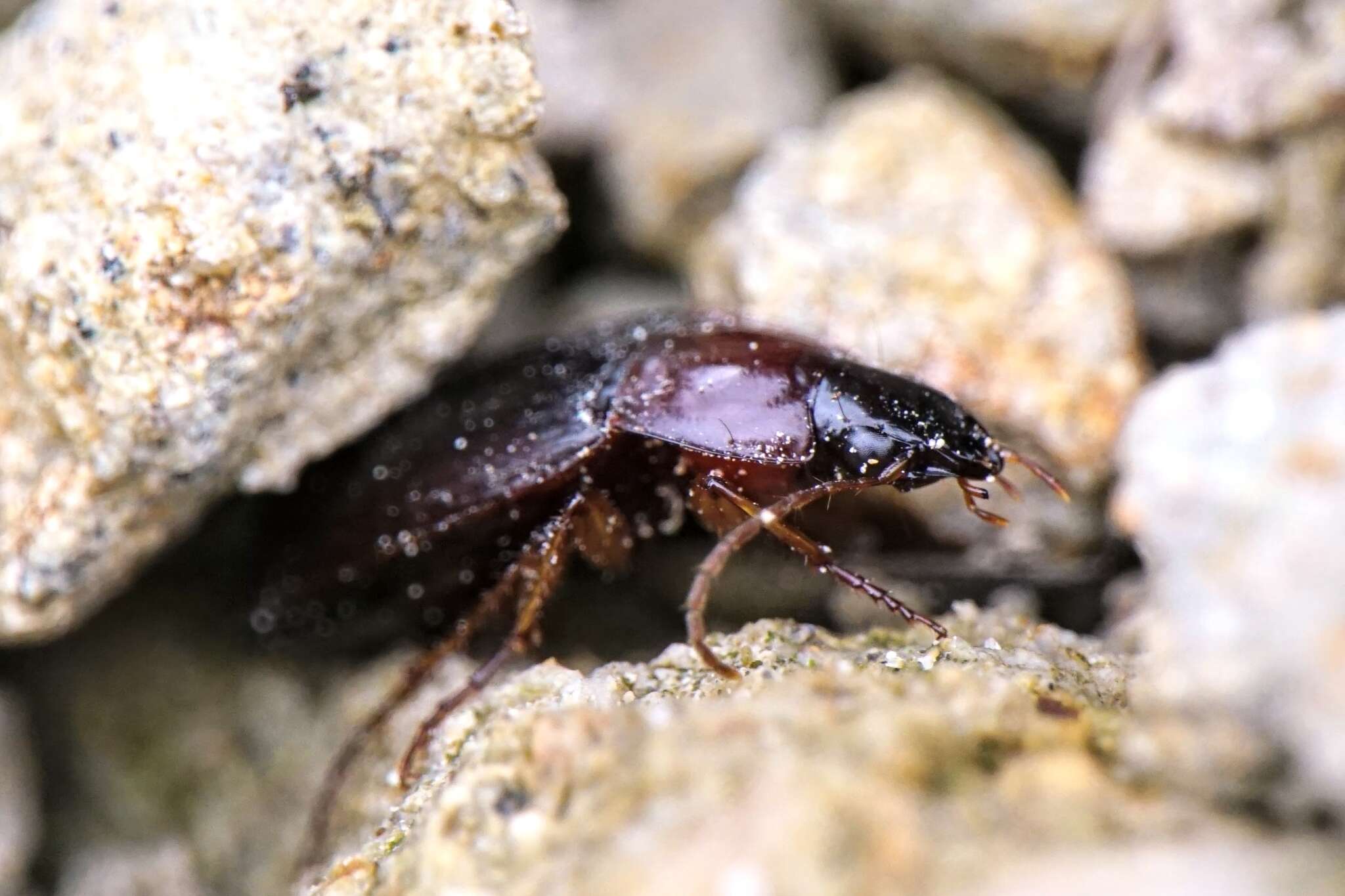 Image de Calathus (Neocalathus) melanocephalus (Linnaeus 1758)